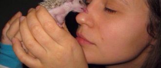 Чем можно заразиться если потрогать ежика?