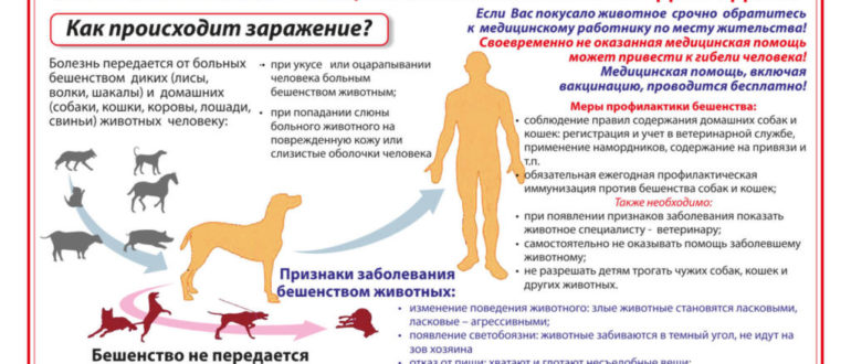 Осторожно бешенство картинки