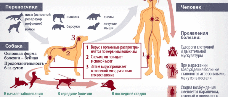 Возможно ли заразиться бешенством?