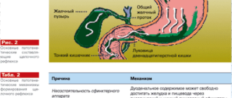 В желудке большое количество пенистого содержимого, желчи