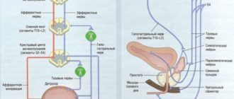 Чувство остаток мочи в члене