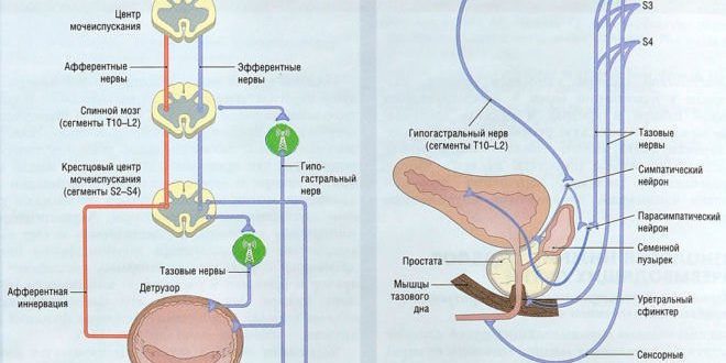 Чувство остаток мочи в члене