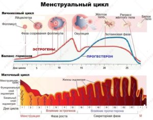 Менструальный цикл стал 24 дня