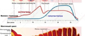 Менструальный цикл стал 24 дня