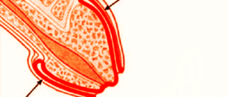 На крайней плоти