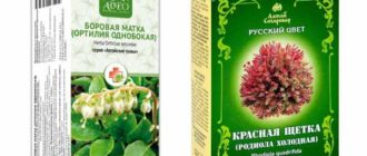 Красная щетка, боровая матка при маточном кровотечении