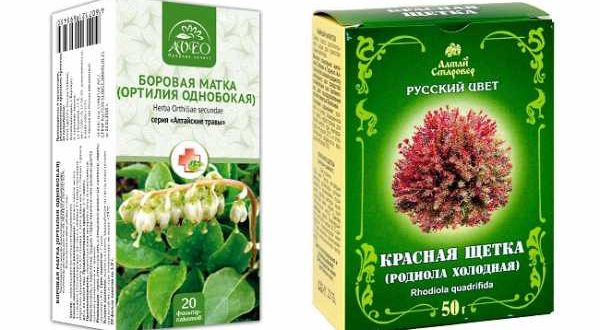 Красная щетка, боровая матка при маточном кровотечении