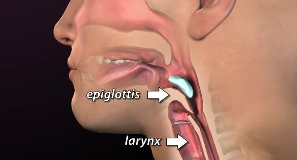 Мешает надгортанник
