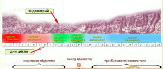 Вопрос о менструальном цикле, овуляции и выделениях