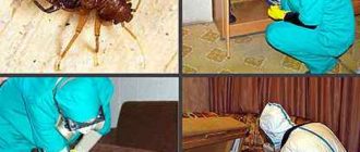 Дезинсекция против тараканов. Вред при беременности?!
