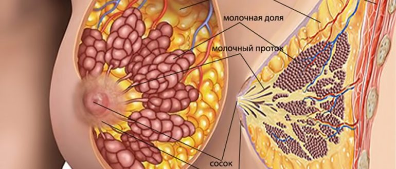 Молочные железны разного размера! Срочно помогите!