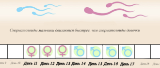 Можно ли забеременеть за 3 дня до овуляции