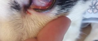 Выделение из глаза крови