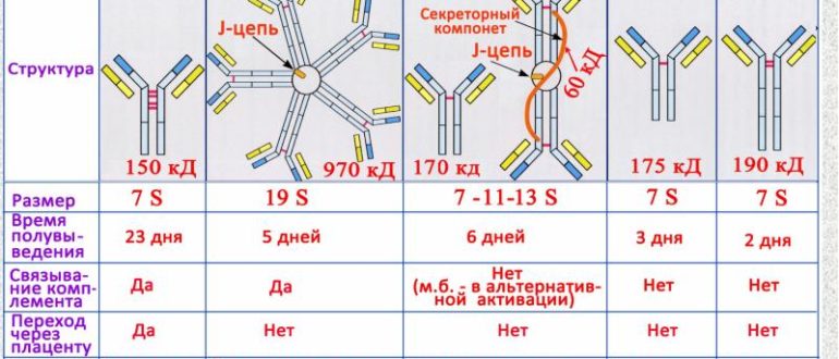 Высокий IgG на отдельные продукты питания при отсутствии IgE