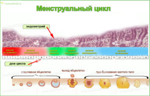 Месячные через 10 дней после овуляции