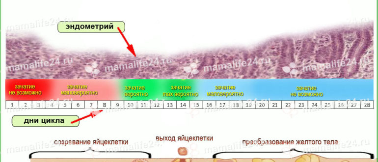 Месячные через 10 дней после овуляции