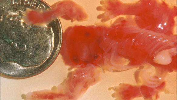 Месячные после замершей беременности