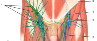 В паху твёрдая вена