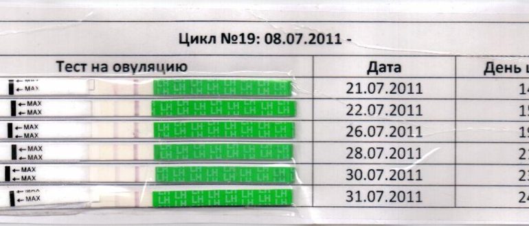 Через какое время после положительного теста наступает овуляция