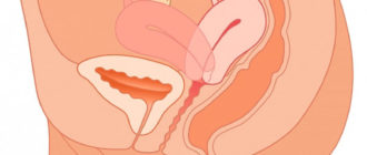 Возможно ли забеременеть от проведения членом по половым губам