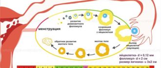 Мог ли сбиться цикл после ок