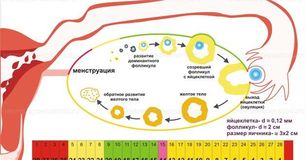 Мог ли сбиться цикл после ок