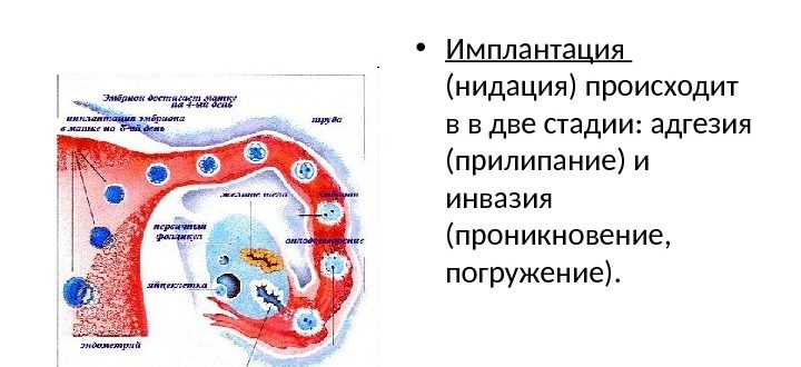 На какой день происходит имплантация