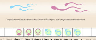 Можно ли забеременеть на 4 день после овуляции