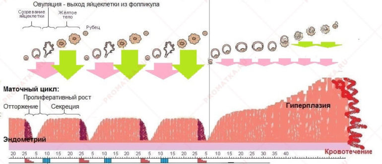 Нарушение, ановуляторный цикл