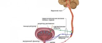 Частое нервное мочеиспускание