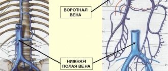 Впалая вена