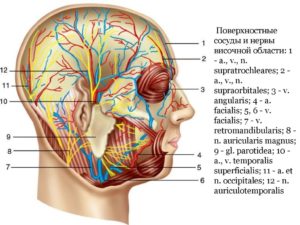 Вены в височной области