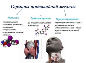 Влияет ли Конкор на выработку гормонов щитовидной железы.?