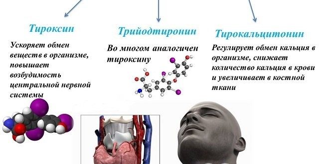 Влияет ли Конкор на выработку гормонов щитовидной железы.?