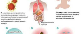 Влияние ротовируса на почки