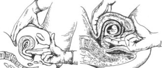 Возможна ли беременность при петинге, если пальцы были во влагалище?