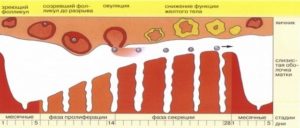 Месячные отсутствуют 7 месяцев