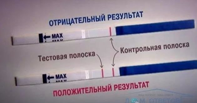 Вероятность беременности (тесты отрицательные)