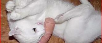 Кот отгрыз головку члена