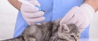 Можно ли прививать кошек когда в доме беременная