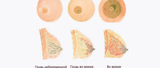 Чувствительные соски