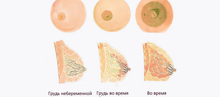 Чувствительные соски