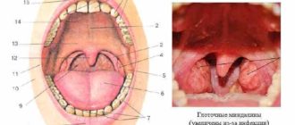 Дырка на небно глоточной дужке болит