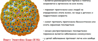 Вирус Эйнштейна Бара