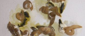 Вместо кала слизь