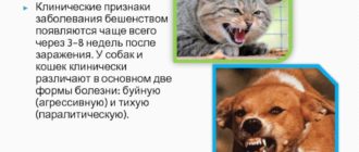 Вероятность заражения бешенством от кошки