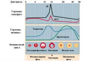 Может ли при повышенном гормона ТТГ нарушается менструальный цикл?