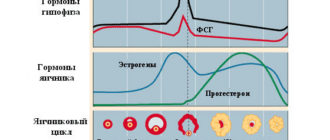 Может ли при повышенном гормона ТТГ нарушается менструальный цикл?