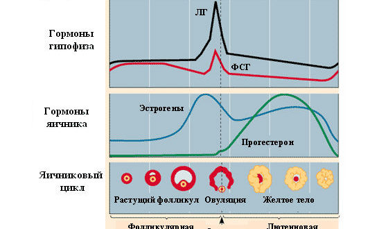 Может ли при повышенном гормона ТТГ нарушается менструальный цикл?