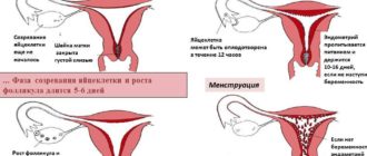 Месячные пришли во время секса на 5 дней раньше